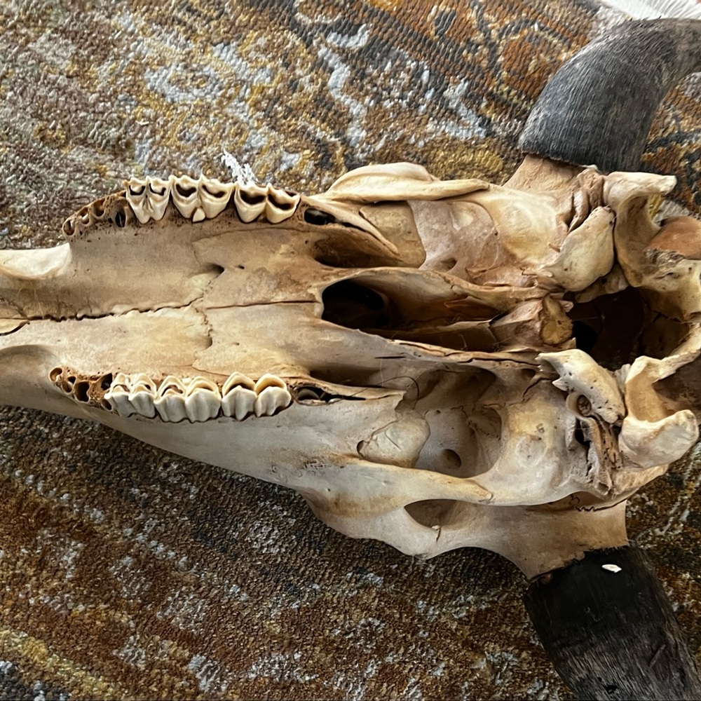 Bull skull - Picture 6 of 8